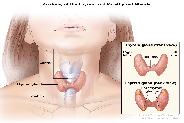 Thyroid or Parathyroid Surgery